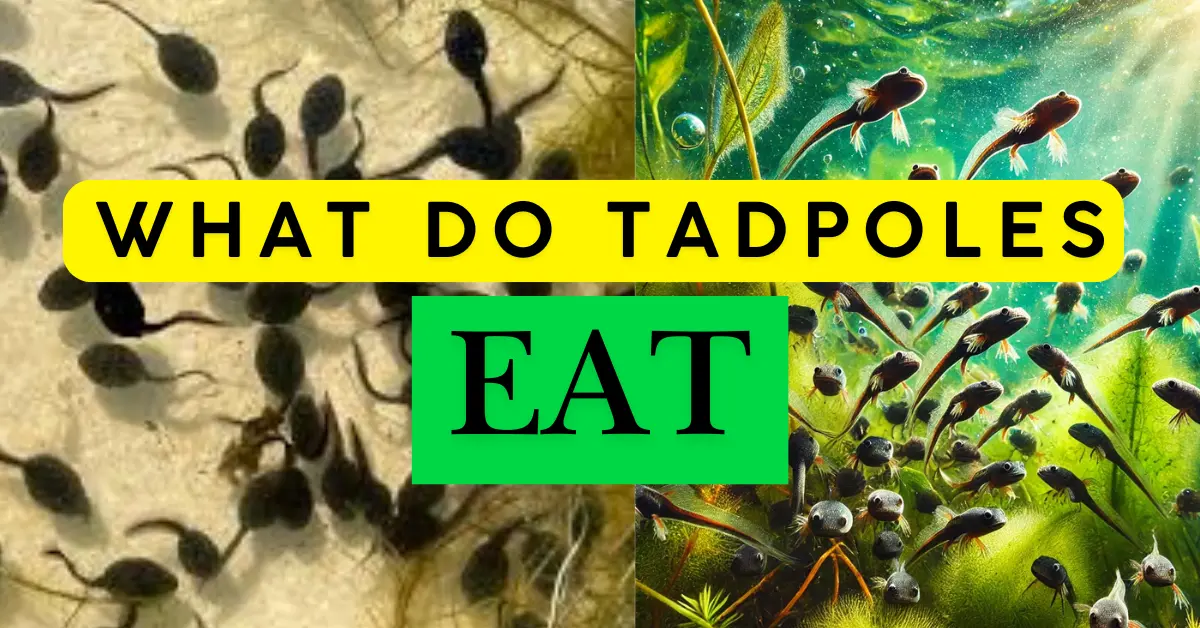 What do tadpoles eat