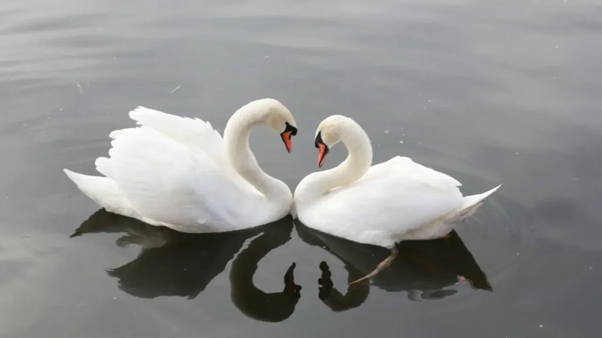 What Is a Fortunate Swimming Bird?