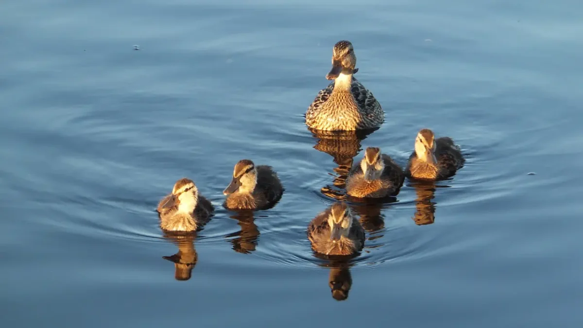 What Is a Fortunate Swimming Bird?
