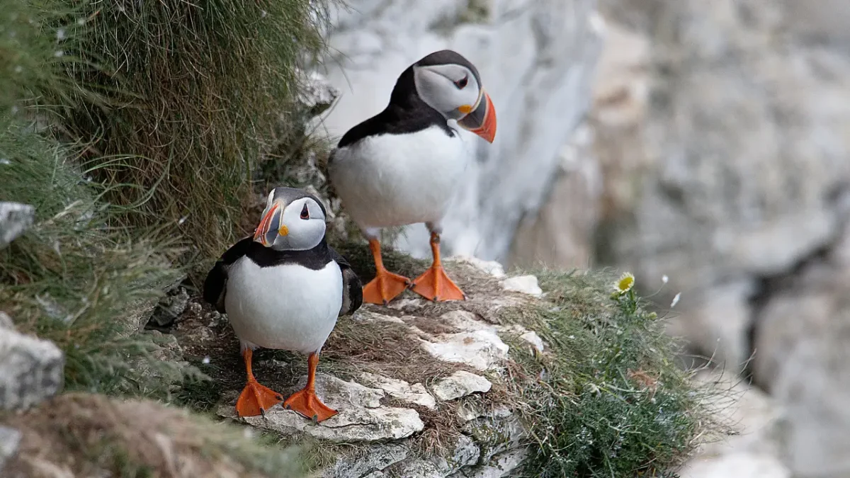 What Is a Fortunate Swimming Bird?